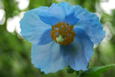Meconopsis_grandis_09.jpg