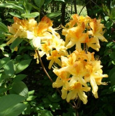 azalea_mollis_2009-05-10.jpg
