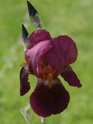 A8544a.JPG