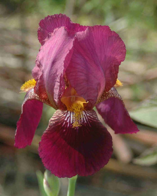 A8541a.JPG