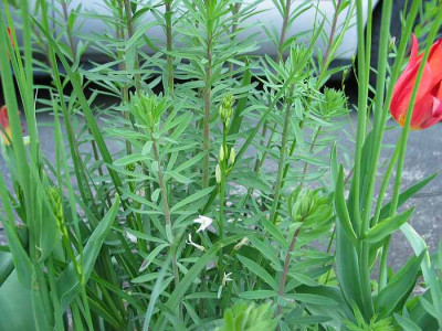 anthericum-liliago-axel.jpg