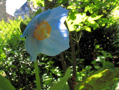 p_IMG_1941_Meconopsis.jpg