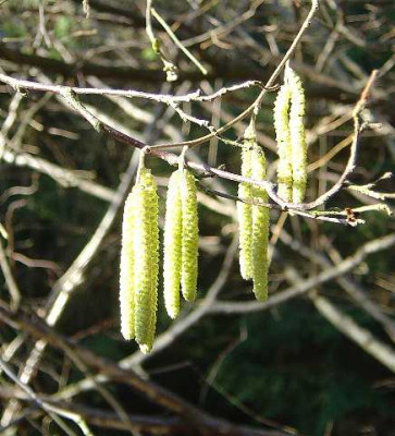 DSC01893_7_lassen_sich_in_der_Sonne_hangen.jpg