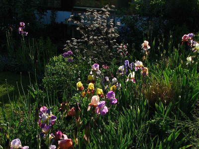 iris20090514_3.jpg