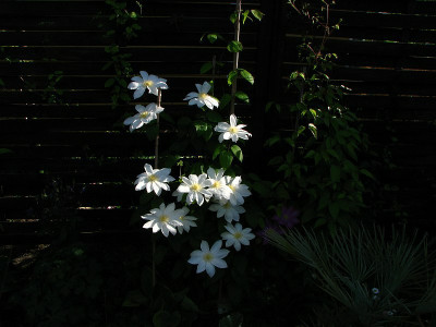 wadas_primrose_2009.jpg