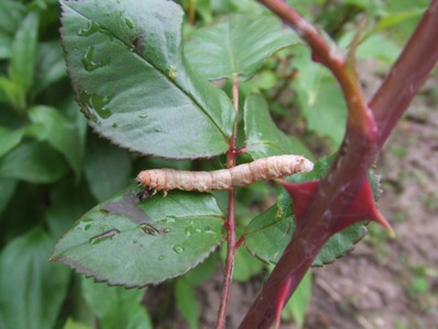 raupe_146.jpg