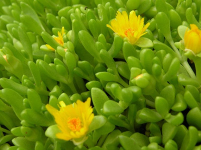 Delosperma.JPG