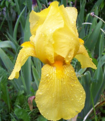 000_3720_gelbe_Iris.jpg
