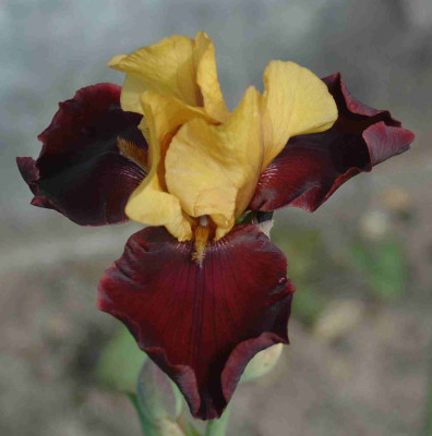 A8512a.JPG