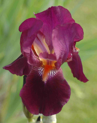 A8520a.JPG