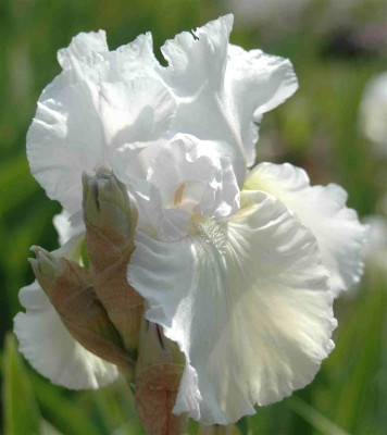 A8556a_Large.JPG