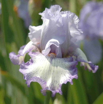 A8560a.JPG