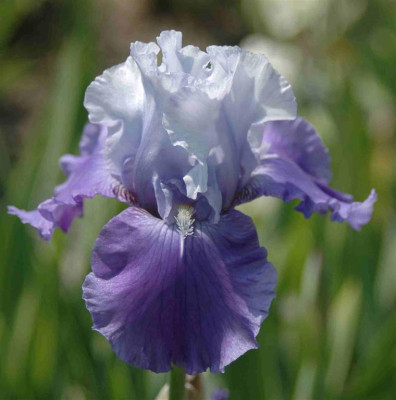 A8564a_Large.JPG