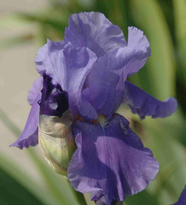 A8569a.JPG