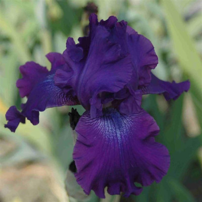 A8574a_Large.JPG