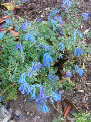 Corydalis_cashmeriana_x_flexuosa.jpg