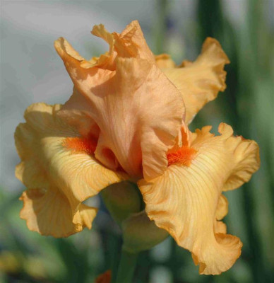 A8585a_Large.JPG