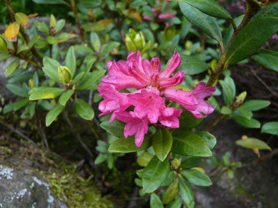 Rhododendron_ferrugineum_fars_2009.jpg
