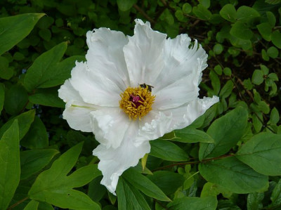 Paeonia_ostii_fars_2009.jpg