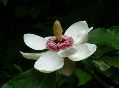 Magnolia_x_wieseneri_2_fars_2009.jpg