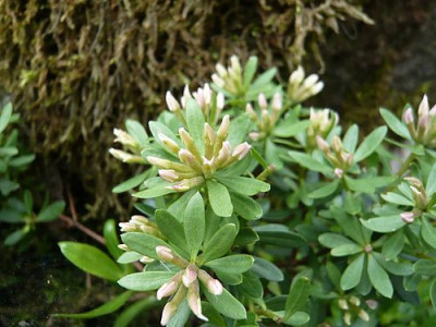 Daphne_oleoides_fars_2009.jpg