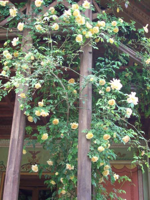 Vermutlich_Desprez_a_fleurs_jaunes_k100_3986.jpg