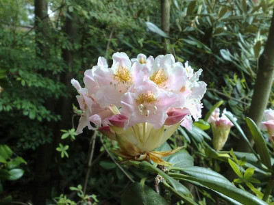 Kopie_von_15052009Rh.brachycarpum_ssp.fauriei_02.jpg