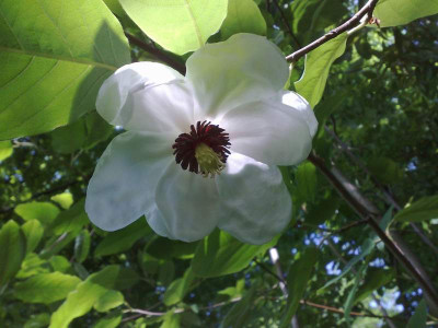 Kopie_von_10052009M.sinensis_02.jpg
