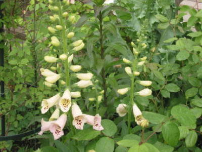 Digitalis_Mitte_Mai_09.jpg