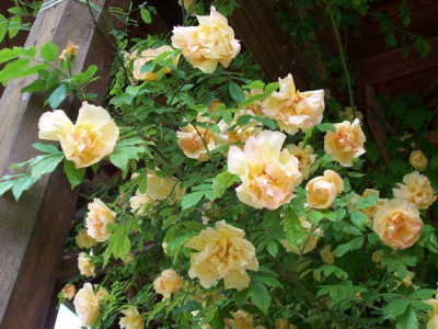 Teerose_Roseninsel_k100_3997.jpg