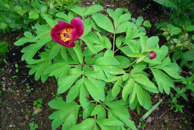 paeonia_mloskosewitschii09_2.JPG