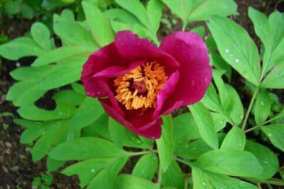 paeonia_mloskosewitschii09.JPG