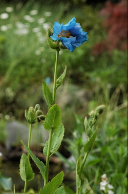 meconopsis_benocifolia.jpg