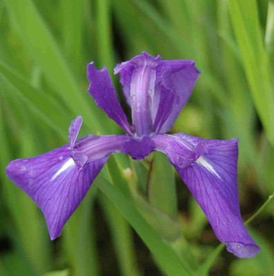 A8711a.JPG