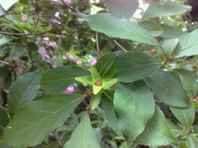 Kopie_von_15052009Stuartia_monadelpha.jpg