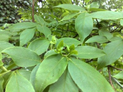 Kopie_von_15052009Stuartia_sinensis.jpg