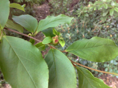 Kopie_von_15052009Stuartia_rostrata.jpg