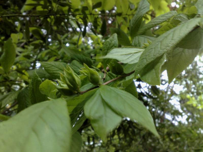 Kopie_von_15052009Stuartia_malacodendron.jpg
