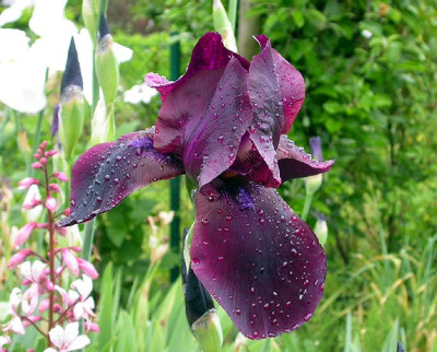 Iris_Study_in_Black_von_2008.jpg