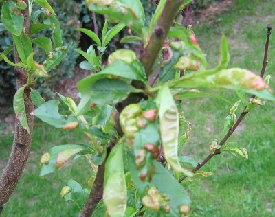 15.05.2009_006.JPG