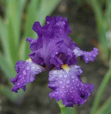 A8700a.JPG