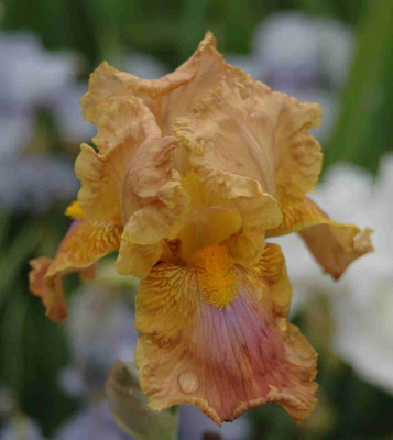 A8722a.JPG