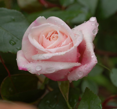 Mme_Amntoine_Mari__0010__T1_46140.jpg
