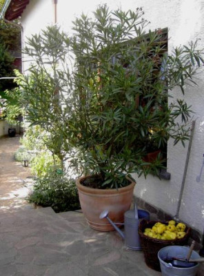 Oleander_2004.jpg