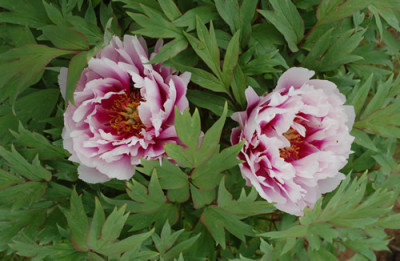 Duchess_of_Marlborough_0010__46115.jpg