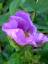Rosa_Rugosa.jpg