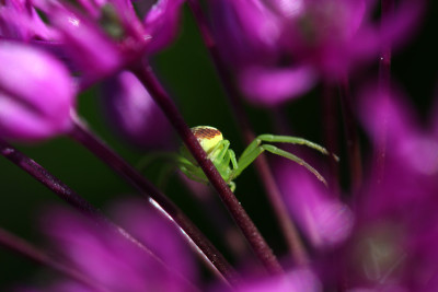 Spinne-in-Allium.jpg