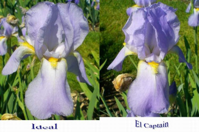 ideal_elcaptain.jpg
