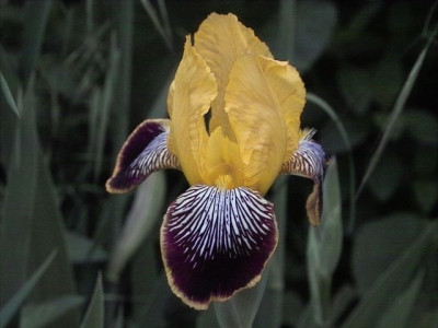 k-variegata_4.jpg