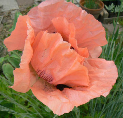 Mohn_1_090512_a.jpg